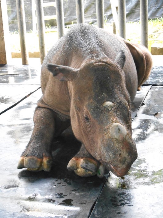 Rescued in 2014 in Danum Valley, Lahad Datu, Sabah, Iman was thought to be pregnant but her ‘baby’ was indeed one of a few tumours (uterine fibroids) she had.